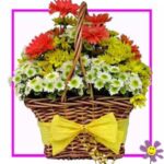 Winter Aconite