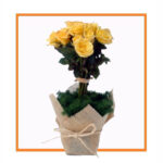 Desert Rose
