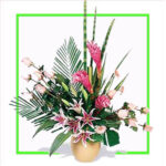 Oleander